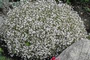 Šlajer beli je jedno od najlepših cvetova sa maglovitom gracioznošću koje nema u ostalim cvetovima. Svaka stabljika ima stotine sitnih, pojedinačnih belih cvetova na žicama tankim granama, što daje prozračan utisak. Sami cvetovi su sitni; biljke su tokom leta prekrivene bezbrojem belih cvetova.
Cveće se može iseći i osušiti i koristiti tokom zimskih meseci. Sama biljka je korisna u izdržljivoj granici ili kao lončanica. Lako uzgojen iz semena, cveti 6 nedelja od dana kada je posejan.
Ako vam nedostaje prostora, emitujte seme u korito sijalice i to će sjajno obaviti skrivanje njihovog izbledela lišća leti. Covent Garden takođe vrlo dobro deluje u velikim kontejnerima. S obzirom na ranu setvu, cvetaće od proleća do jeseni. Sejte ga uzastopno svake dve nedelje za puno divnog belog cveća celo leto.

Setva:
Rana setva u zatvorenom, 6 do 8 nedelja pre poslednjih očekivanih mrazeva, obezbediće ranije cveće; u suprotnom, posejte direktno čim se zemlja može obrađivati u proleće. Jedva pokrijte seme jer im je potrebna svetlost za klijanje.
Kada sejete direktno tamo gde treba da cveti, odaberite sunčano otvoreno mesto sa dobrom drenažom. Pre setve dobro pripremite zemlju i sakupite do finog nagiba. Označite površine za setvu prstenom peska svetle boje i nalepite ako se seje više od jedne godine u isti krevet. Površinu posejati u redove i jedva pokriti.
Seme klija za 7 do 18 dana. Sadnice će se pojaviti u redovima i to će se lako prepoznati iz obližnjih sadnica korova. Proredite sadnice, tako da će konačno biti rastavljene 30 cm do početka leta.